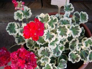 1 vue (ouvre la visionneuse)