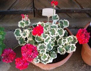 1 vue (ouvre la visionneuse)