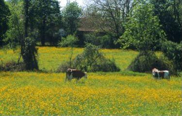 1 vue (ouvre la visionneuse)