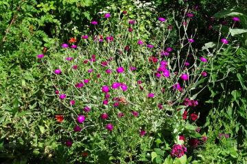 1 vue (ouvre la visionneuse)